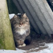 Pūkains pelēkbrūns svītrains kaķis ar baltu krūti un ķepām sēž uz zemes, blakus vecam koka stabam un zem viļņotām pelēkām loksnēm. Kaķim ir zaļas acis un nopietna izteiksme, un apkārt ir sniegs.